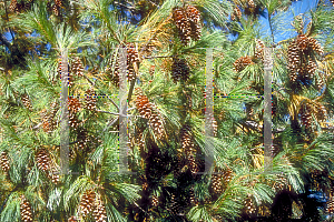 Picture of Pinus wallichiana 