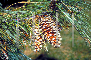 Picture of Pinus wallichiana 
