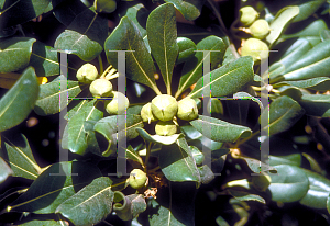 Picture of Pittosporum tobira 