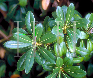 Picture of Pittosporum tobira 'Wheeleri'