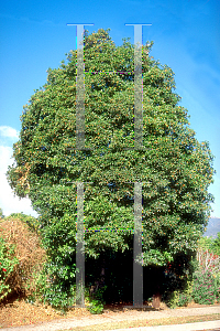 Picture of Pittosporum undulatum 