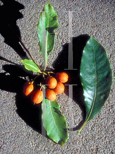 Picture of Pittosporum undulatum 