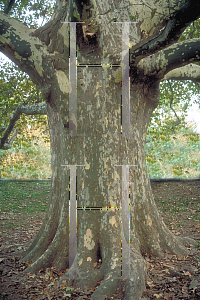 Picture of Platanus x acerifolia 