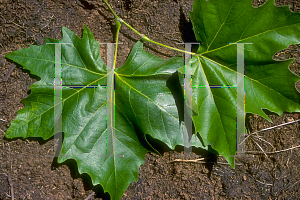 Picture of Platanus x acerifolia 'Columbia'