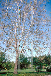 Picture of Platanus occidentalis 