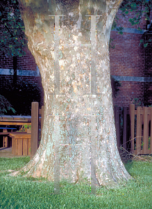 Picture of Platanus occidentalis 