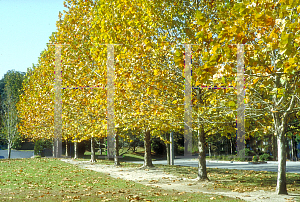 Picture of Platanus occidentalis 