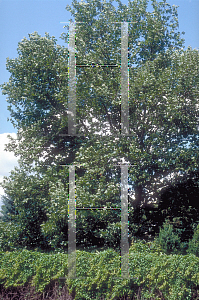 Picture of Platanus orientalis 