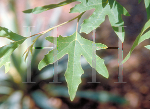 Picture of Platanus orientalis var. digitata 