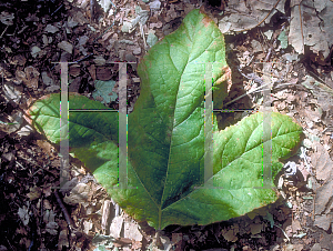 Picture of Platanus racemosa 