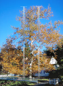 Picture of Platanus racemosa 