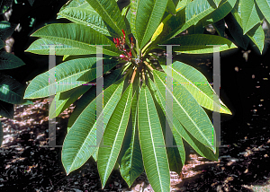 Picture of Plumeria rubra 