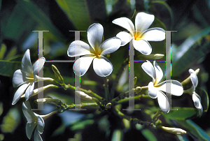 Picture of Plumeria alba 