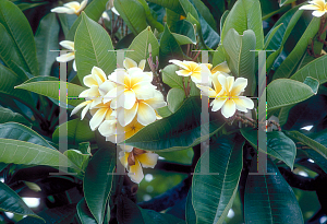 Picture of Plumeria spp. 