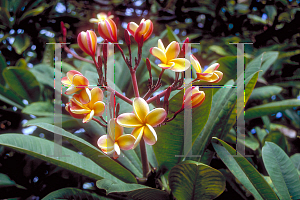 Picture of Plumeria spp. 