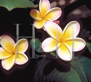 Picture of Plumeria spp. 