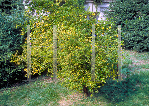 Picture of Poncirus trifoliata 