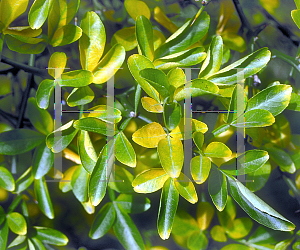 Picture of Poncirus trifoliata 