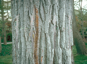 Picture of Populus deltoides 