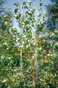 Picture of Populus fremontii 