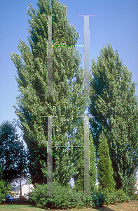 Picture of Populus nigra 'Italica'