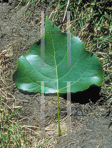 Picture of Populus nigra 'Italica'