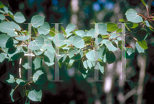 Picture of Populus tremuloides 