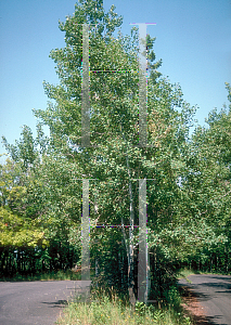 Picture of Populus tremuloides 