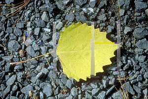 Picture of Populus grandidentata 