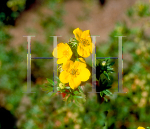 Picture of Potentilla fruticosa 'Goldfinger'