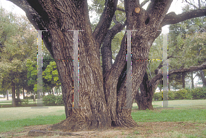 Picture of Prosopis glandulosa 