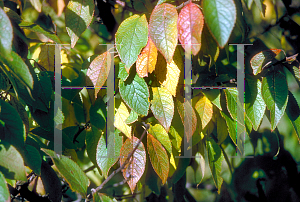 Picture of Prunus americana 