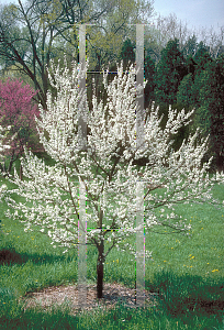 Picture of Prunus americana 