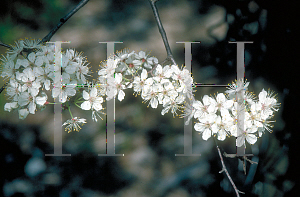 Picture of Prunus americana var. lanata 