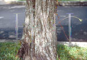 Picture of Prunus angustifolia 