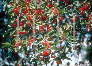 Picture of Prunus avium 