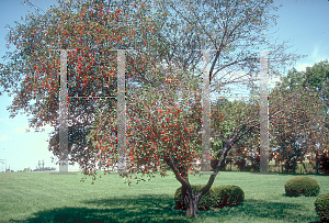 Picture of Prunus avium 