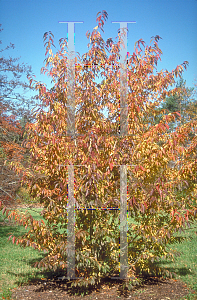 Picture of Prunus buergeriana 