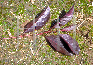 Picture of Prunus x cistena 