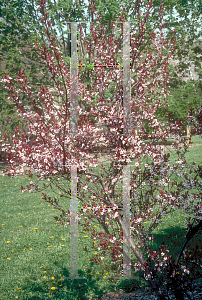 Picture of Prunus x cistena 