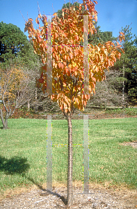 Picture of Prunus sargentii 
