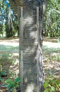 Picture of Prunus sargentii 