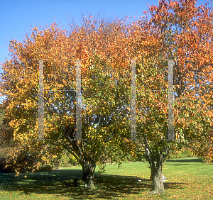 Picture of Prunus sargentii 'Columnaris'