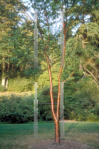 Picture of Prunus serrula 