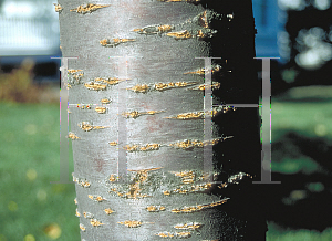 Picture of Prunus serrulata 'Kwanzan'