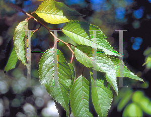Picture of Prunus subhirtella 'Autumnalis'