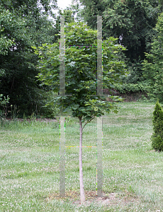 Picture of Acer rubrum 'Franksred (Red Sunset)'