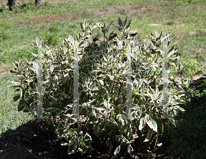 Picture of Cornus alba 'Bailhalo (Ivory Halo)'