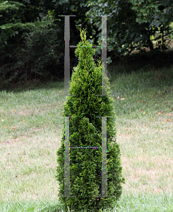 Picture of Thuja occidentalis 'Smaragd (Emerald)'