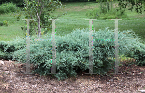 Picture of Juniperus virginiana 'Grey Owl'